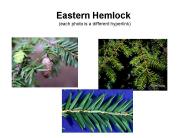 Eastern Hemlock
