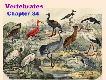 Vertebrates