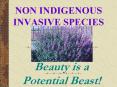 NON INDIGENOUS INVASIVE SPECIES PowerPoint PPT Presentation