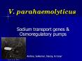 V. parahaemolyticus PowerPoint PPT Presentation