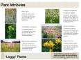 Plant Attributes PowerPoint PPT Presentation