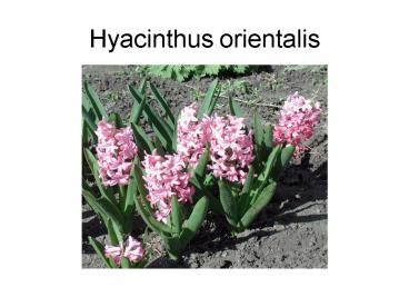 Hyacinthus orientalis