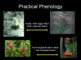 Practical Phenology PowerPoint PPT Presentation