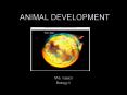 ANIMAL DEVELOPMENT PowerPoint PPT Presentation
