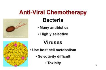 AntiViral Chemotherapy