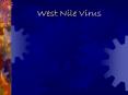 West Nile Virus PowerPoint PPT Presentation