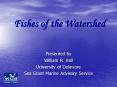 Fishes of the Watershed PowerPoint PPT Presentation