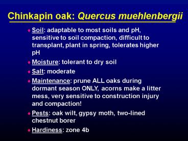 Chinkapin oak: Quercus muehlenbergii