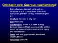 Chinkapin oak: Quercus muehlenbergii PowerPoint PPT Presentation