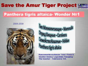 Panthera tigris altaica Wonder 1