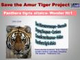 Panthera tigris altaica Wonder 1 PowerPoint PPT Presentation