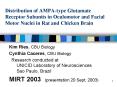 Distribution of AMPAtype Glutamate Receptor Subunits in Oculomotor and Facial Motor Nuclei in Rat an PowerPoint PPT Presentation