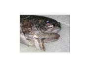 Lec 10: Fish