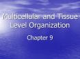 Multicellular and Tissue Level Organization PowerPoint PPT Presentation