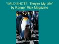 WILD SHOTS, Theyre My Life by Ranger Rick Magazine PowerPoint PPT Presentation