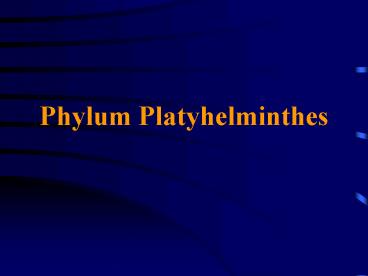Phylum Platyhelminthes