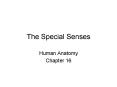 The Special Senses PowerPoint PPT Presentation