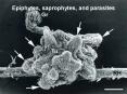 Epiphytes, saprophytes, and parasites PowerPoint PPT Presentation