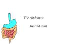 The Abdomen PowerPoint PPT Presentation