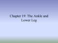 Chapter 19: The Ankle and Lower Leg PowerPoint PPT Presentation