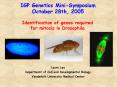 Identification of genes required for mitosis in Drosophila PowerPoint PPT Presentation