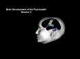 Brain Development of the Psychopath PowerPoint PPT Presentation
