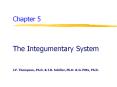 The Integumentary System PowerPoint PPT Presentation