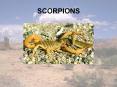 SCORPIONS PowerPoint PPT Presentation