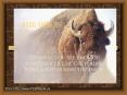 THE BISON: PowerPoint PPT Presentation