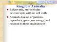 Kingdom Animalia PowerPoint PPT Presentation