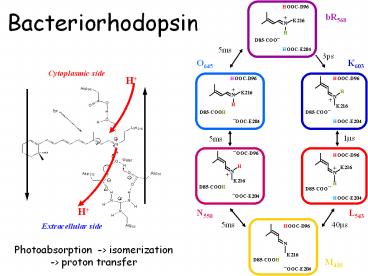 Bacteriorhodopsin
