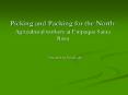 Picking and Packing for the North: Agricultural workers at Empaque Santa Rosa PowerPoint PPT Presentation