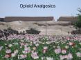 Opioid Analgesics PowerPoint PPT Presentation