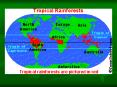 Rainforests PowerPoint PPT Presentation