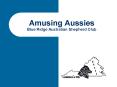 Amusing Aussies Blue Ridge Australian Shepherd Club PowerPoint PPT Presentation