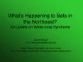 Whats Happening to Bats in the Northeast An Update on Whitenose Syndrome PowerPoint PPT Presentation