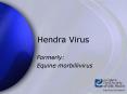 Hendra Virus PowerPoint PPT Presentation