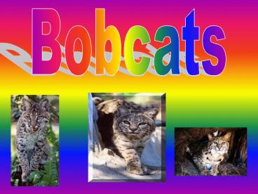 Bobcats