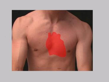 heart surface anatomy