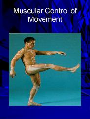 Muscular Control of Movement
