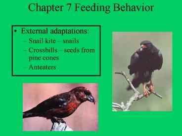 Chapter 7 Feeding Behavior