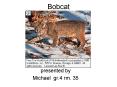 Bobcat PowerPoint PPT Presentation
