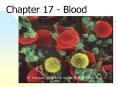 Chapter 17 Blood PowerPoint PPT Presentation