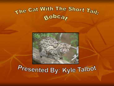 The Bobcat An Amazing Endangered Animal