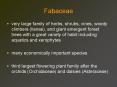 Fabaceae PowerPoint PPT Presentation