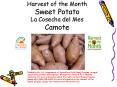 Harvest of the Month Sweet Potato La Cosecha del Mes Camote PowerPoint PPT Presentation
