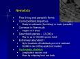 Nematoda PowerPoint PPT Presentation