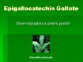 Epigallocatechin Gallate PowerPoint PPT Presentation