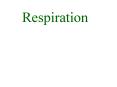 Respiration PowerPoint PPT Presentation