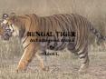 BENGAL TIGER PowerPoint PPT Presentation